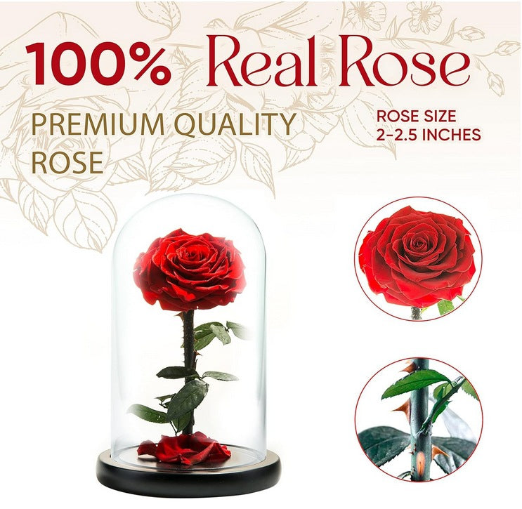 Forever Preserved Rose ¨C Eternal Infinity Real Flower in Glass ¨C Gifts for Valentine's Day and Birthdays for Women: Wife, Mother, Girlfriend (8.07 inches, Red)